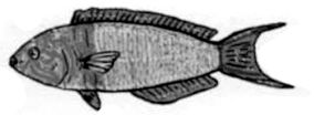 Thalassoma pavo